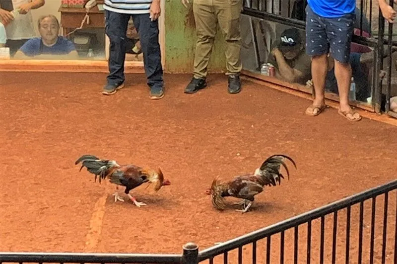 Đá Gà Thomo BJ88 - Độc Quyền Uy Tín Đá Gà Thomo Tại Việt Nam 1 Sức Hút của Đá Gà Thomo